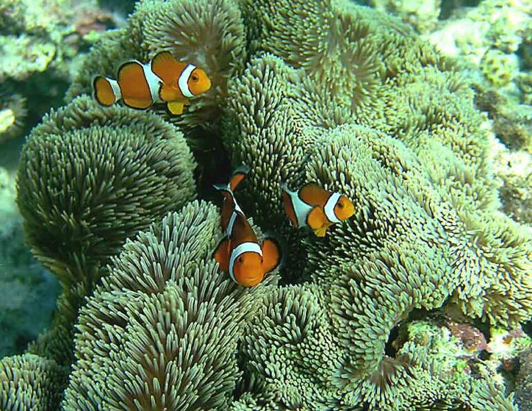 沖縄の海は、国内で確認される約400種のうち380種以上が生息する、世界有数のサンゴの宝庫です。サンゴ礁は多様な海洋生物の住みかとなるだけでなく、波を穏やかに保ち美しい海を保全する重要な役割を担っています