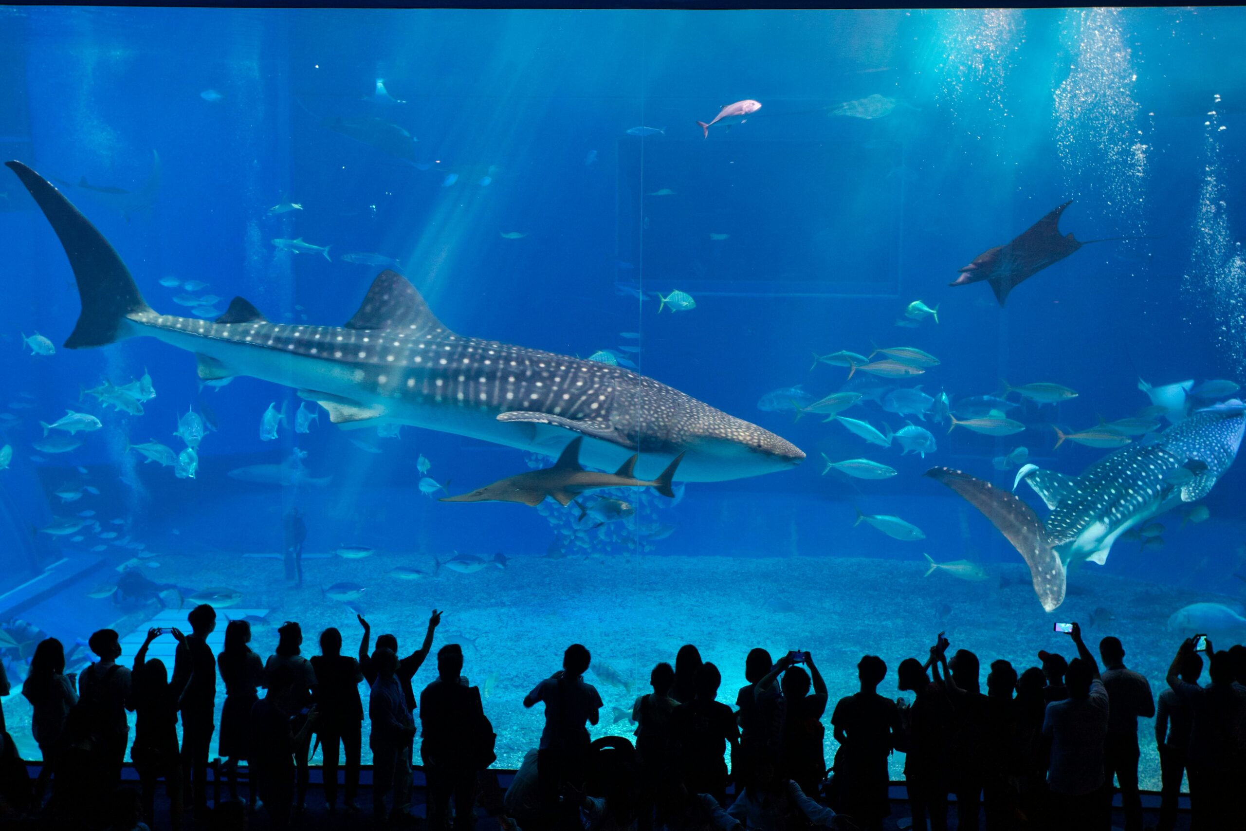 沖縄美ら海水族館は、沖縄本島北部の国営沖縄記念公園(海洋博公園)内にある世界最大級の水族館です。沖縄の方言で「清〔きよ〕ら(しい)海」を意味する名前の通り、神秘的な沖縄の海をそのまま体験できます。