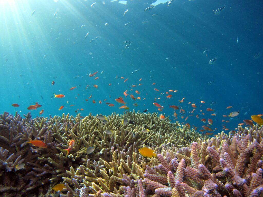 沖縄のサンゴ礁は、世界のサンゴ種の半数以上が生息する「海の熱帯林」です。多くの海の生き物に住みかを提供し、天然の防波堤として島を保護しています。しかし、地球温暖化による水温上昇や開発による赤土流出で深刻な減少の危機に直面しています。