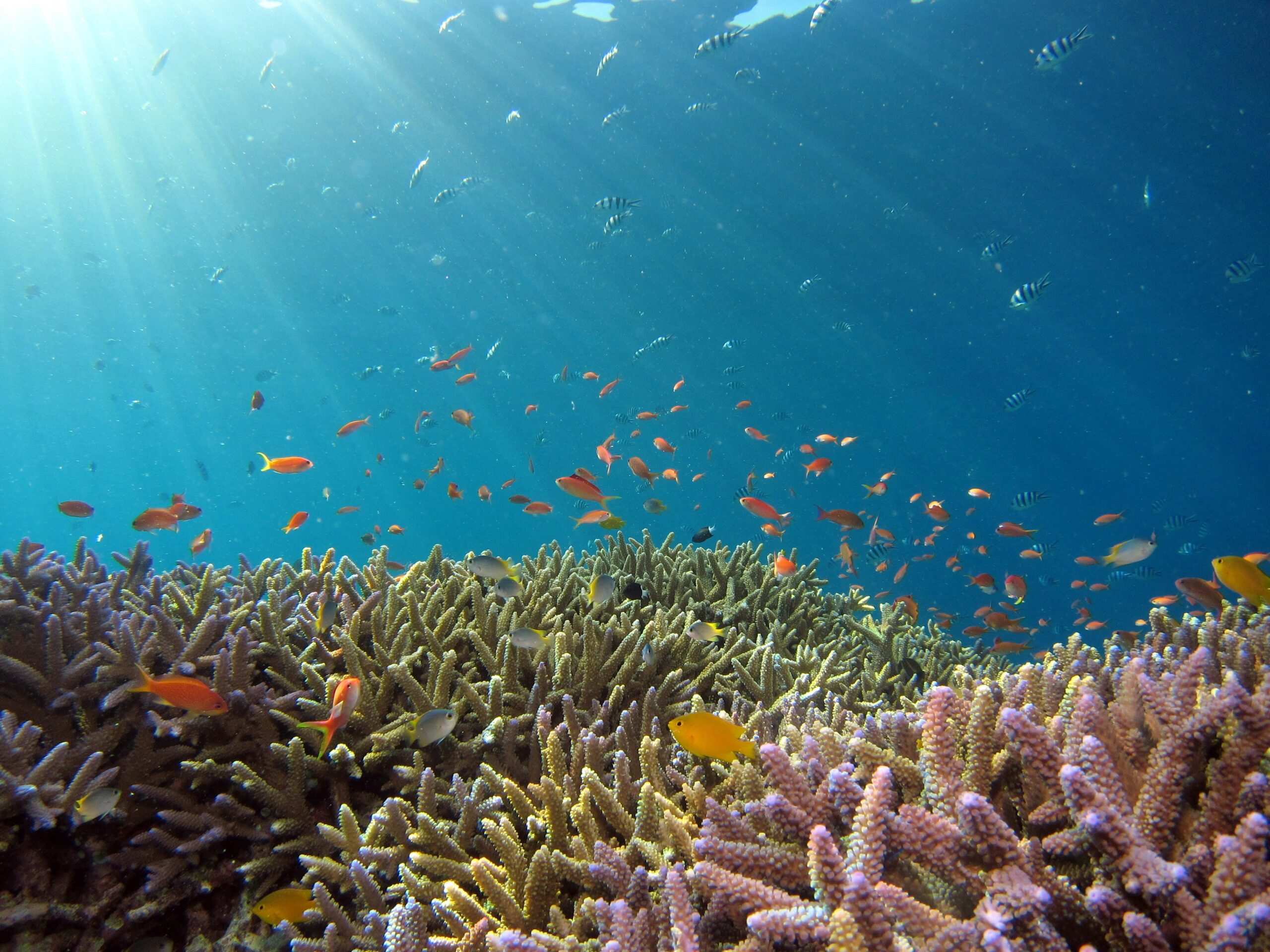 沖縄のサンゴ礁は、世界のサンゴ種の半数以上が生息する「海の熱帯林」です。多くの海の生き物に住みかを提供し、天然の防波堤として島を保護しています。しかし、地球温暖化による水温上昇や開発による赤土流出で深刻な減少の危機に直面しています。