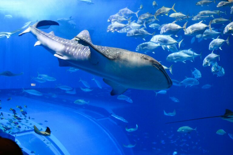 沖縄美ら海水族館は、沖縄本島北部の国営沖縄記念公園（海洋博公園）内にある世界最大級の水族館です。