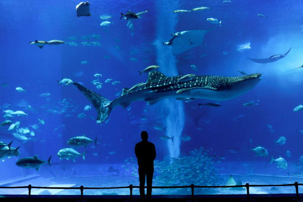 沖縄美ら海水族館は、沖縄本島北部の国営沖縄記念公園(海洋博公園)内にある世界最大級の水族館です。